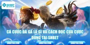 Cá Cược Đá Gà Là Gì Và Cách Đọc Cửa Cược Đúng Tại SHBET