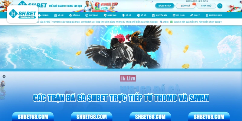 Các trận đá gà SHBET trực tiếp từ Thomo và Savan